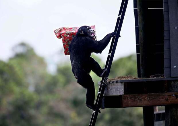 Шимпанзе празднуют Рождество (11 фото)