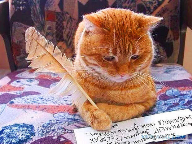 Письмо кота Василия на деревню дедушке.
