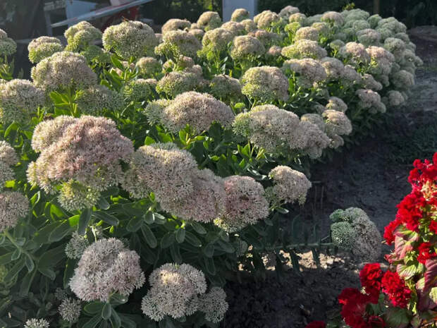 Соседи обзавидуются: 7 кустарников, которые превратят ваш сад в цветущий рай