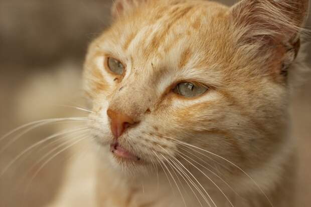 Очень колоритные уличные коты бездомные, город, кот, кошка, улица, уличные кошки, эстетика