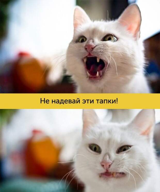 15 котов, мимике которых можно только позавидовать 15 котов, мимике которых можно только позавидовать животные, коты, факты