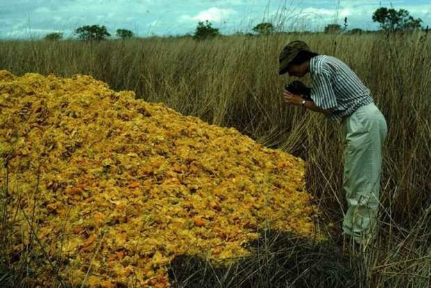 Как куча апельсиновых корок поменяла экосистему в Центральной Америке