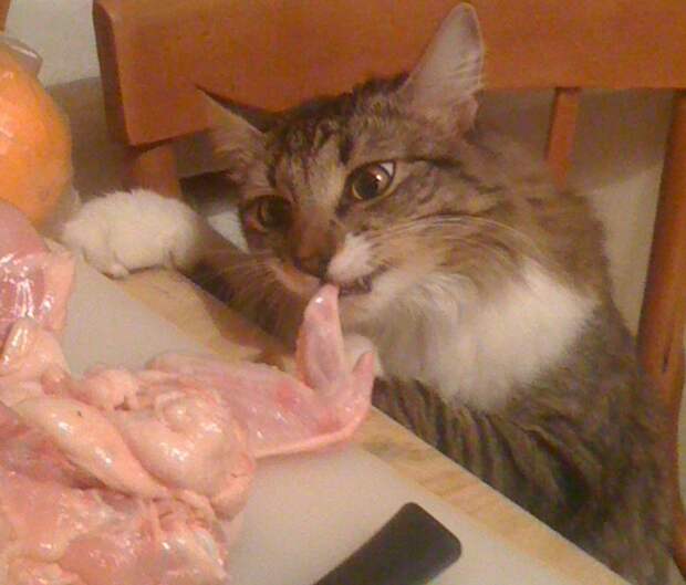 Коты Воришки Коты Воришки вор, воруют, кошки, подборка