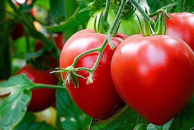 Самые вкусные и урожайные сорта томатов.
