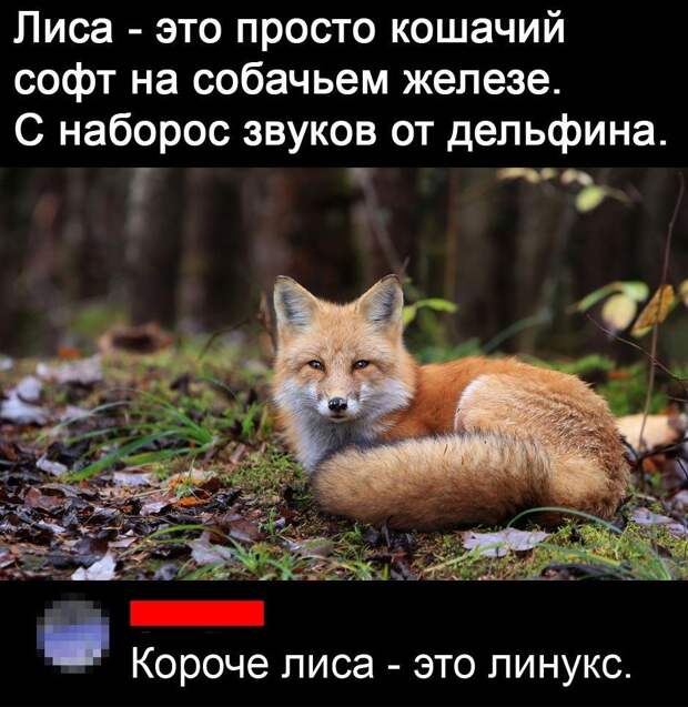 Прикольные картинки с надписями (11)