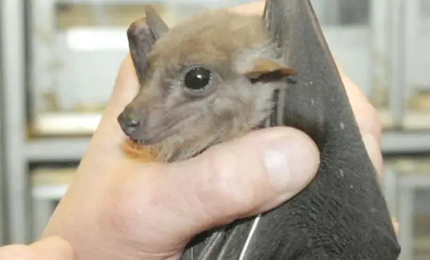 Почему летучие мыши почти ничем не болеют