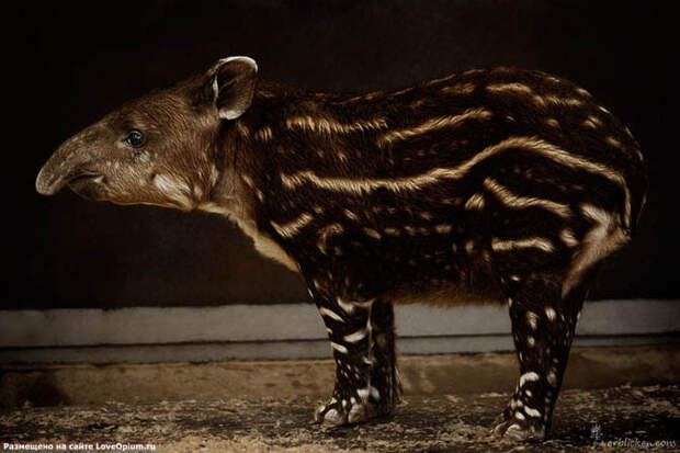 Портреты животных