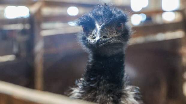 С фермы в Ленобласти сбежал страус