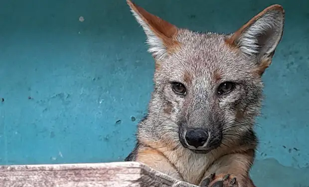 Семья купила собаку, а через два месяца в ней заподозрили лису, когда у соседей стали пропадать куры