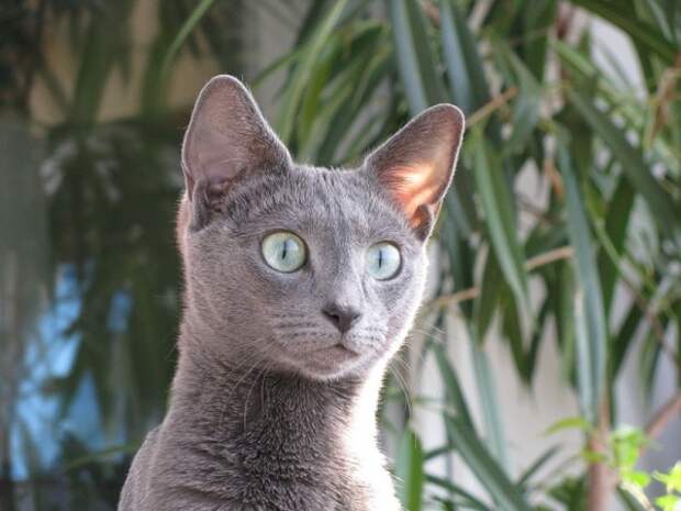 кошка