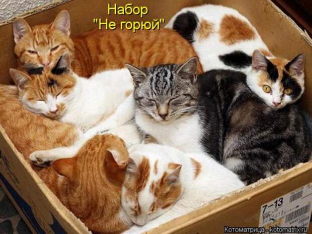 Котоматрицы (забавные картинки с надписями)