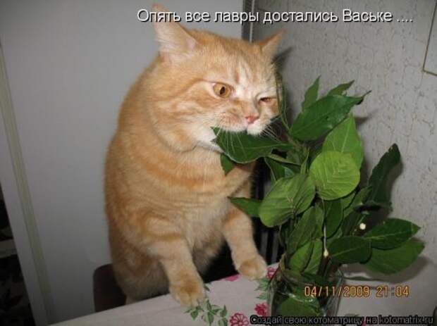 Свежая котоматрица (35 фото)