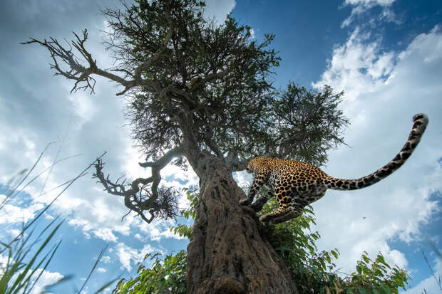 Леопард забирается на дерево в Кении