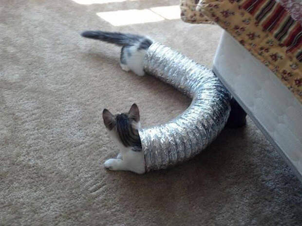 фотографии котов фотографии котов