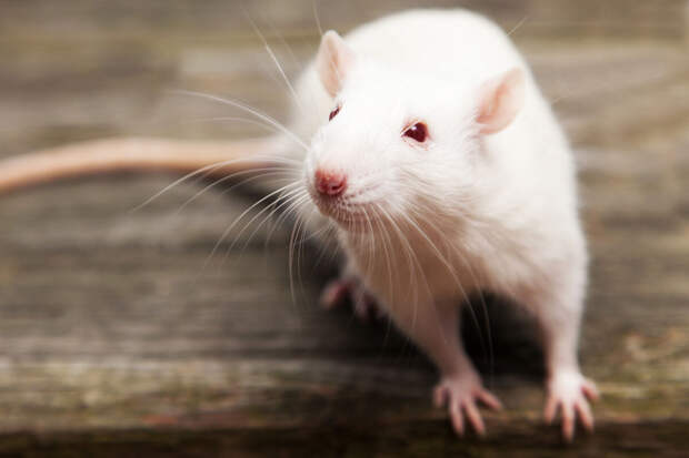 J. Ethnopharmacol: углеводы из китайской лианы защитили крыс от камней в почках
