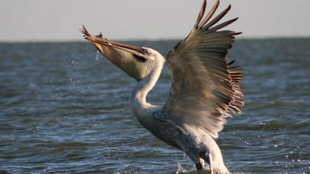 Коргалжынский заповедник: колония розовых фламинго в Центральном Казахстане