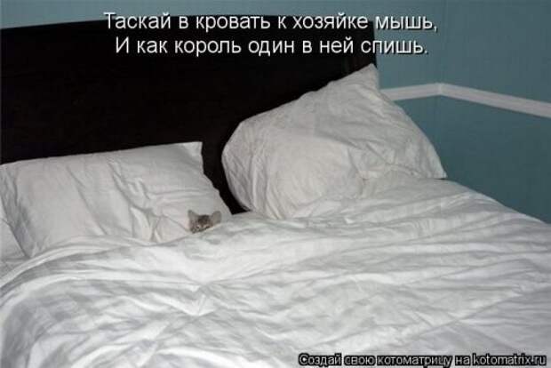 Лучшие котоматрицы недели (28 фото)