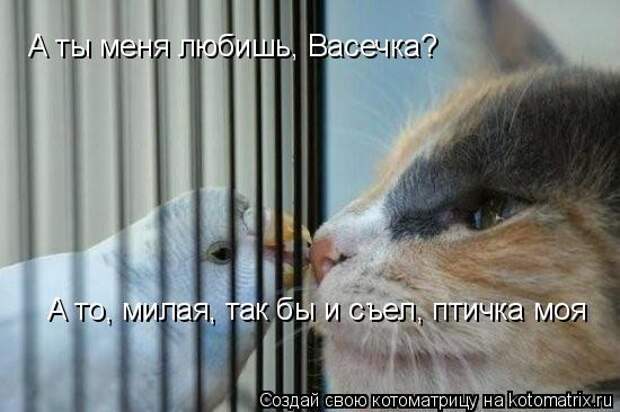А ты меня любишь, Васечка? А то, милая, так бы и съел, птичка моя