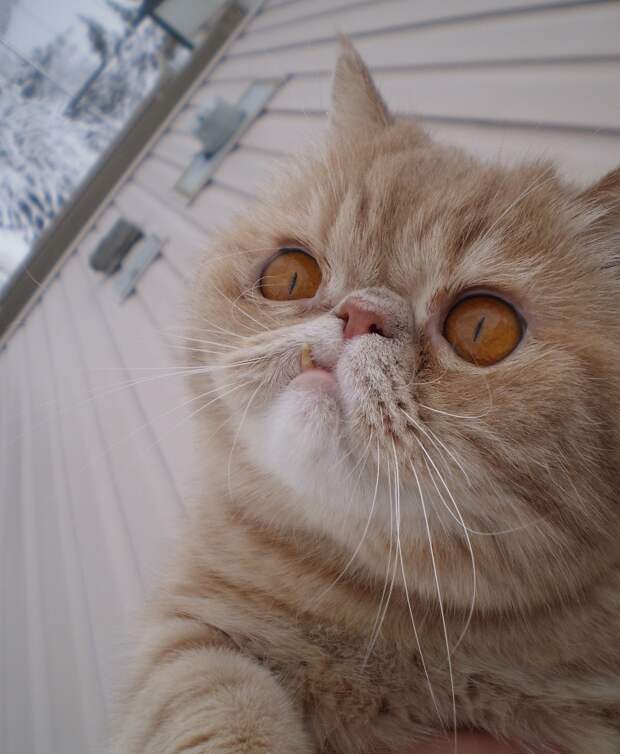 Без кота и жизнь не та