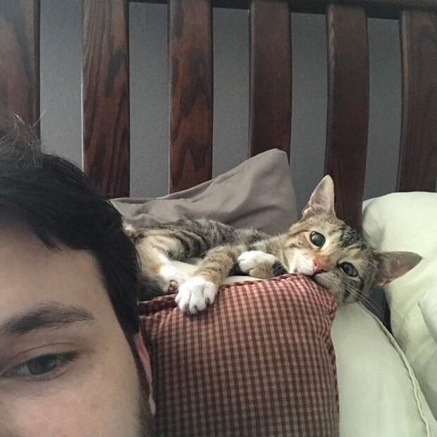 Без кота и жизнь не та