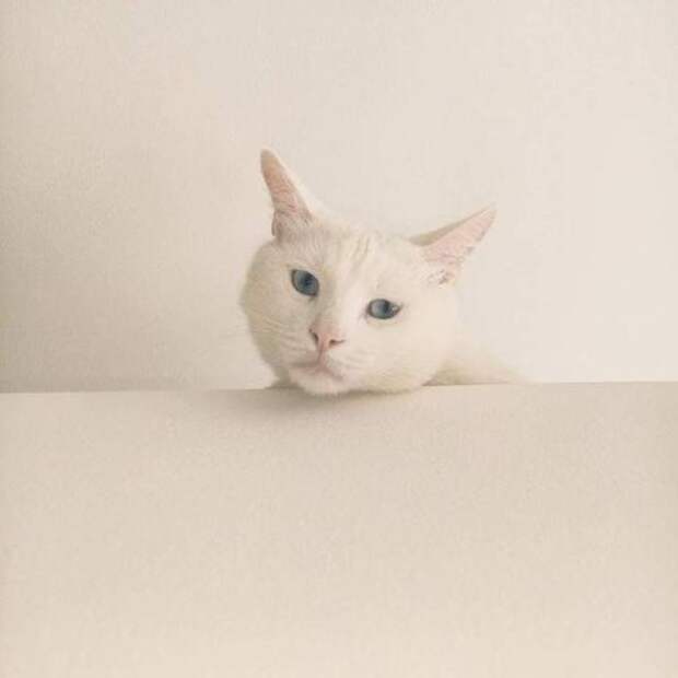 Милые и очаровательные котейки (45 фото) 