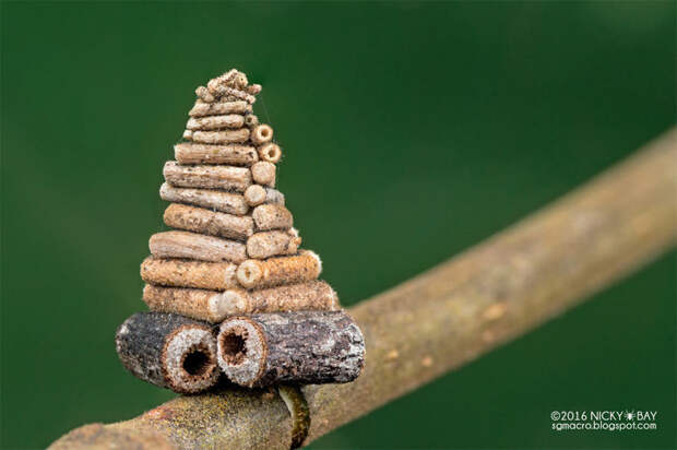 Гусеница мотылька собирает и пилит маленькие палочки, чтобы построить сложные спирали срубов архитектор, животные, факты