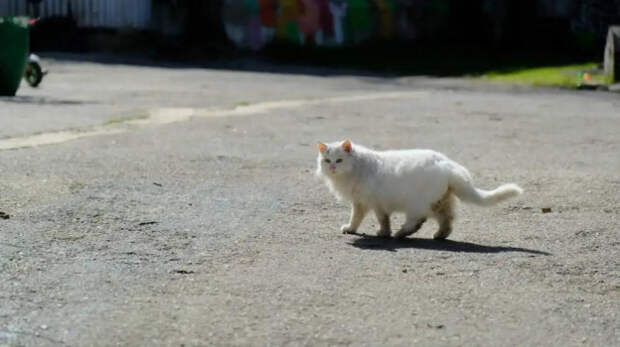 В Гаспре начали строить приют для кошек