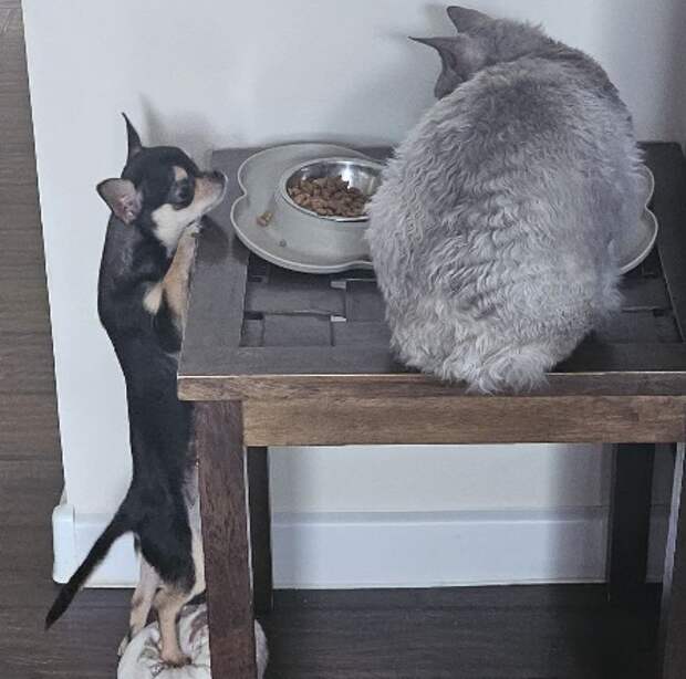 Мартыша и Буряша