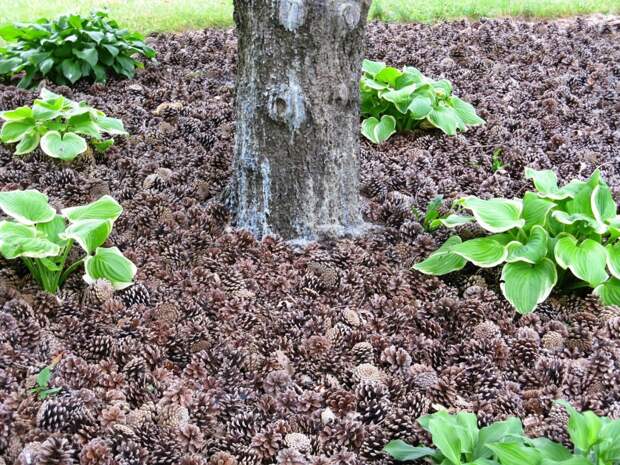 Использование сосновых шишек для мульчирования почвы на садовом участке