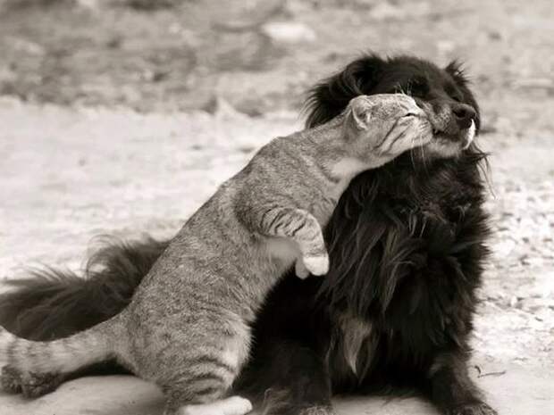 Кот и пёс  кот, кошка, пёс, собака