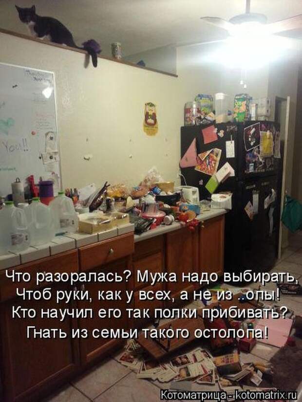 Лучшие котоматрицы недели (50 фото)