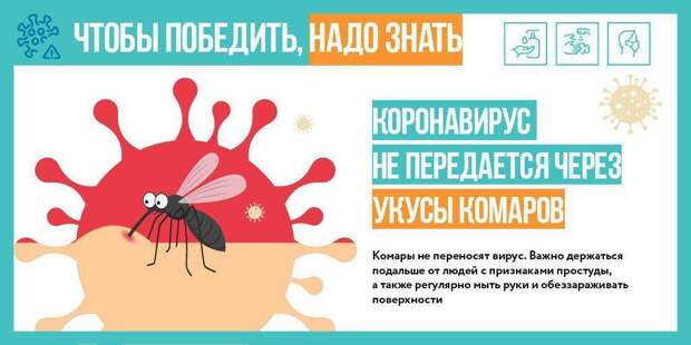 Вирус не передается через укусы комаров. Фото: mos.ru alt