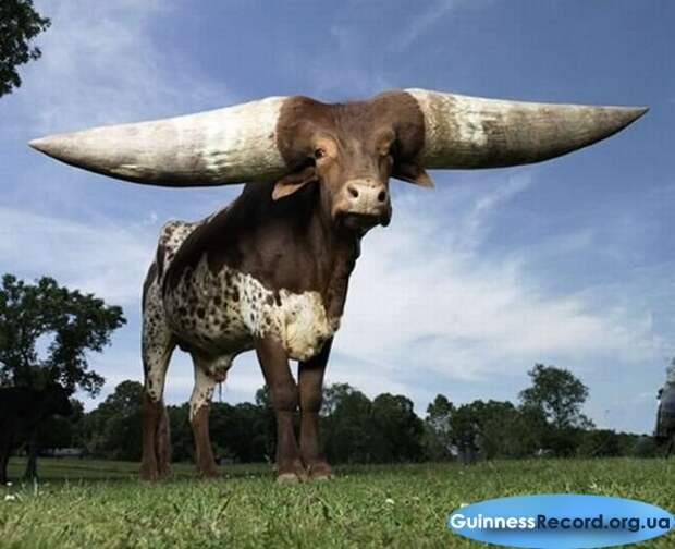 Крен — бык Watusi, живущий в приюте для животных. Его рога составляют 92.25см и весят больше, чем 100 футов каждый гиннес, дивотные-рекордсмены, книга рекордов