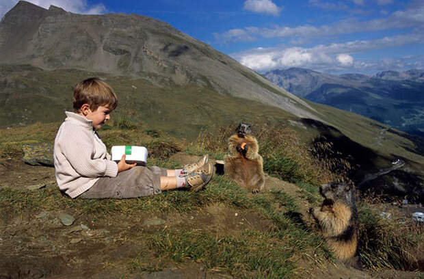 Мальчик угощает альпийских сурков морковкой. животные, мальчик и сурки, сурки