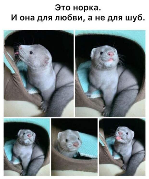 Прикольные картинки с надписями (14)