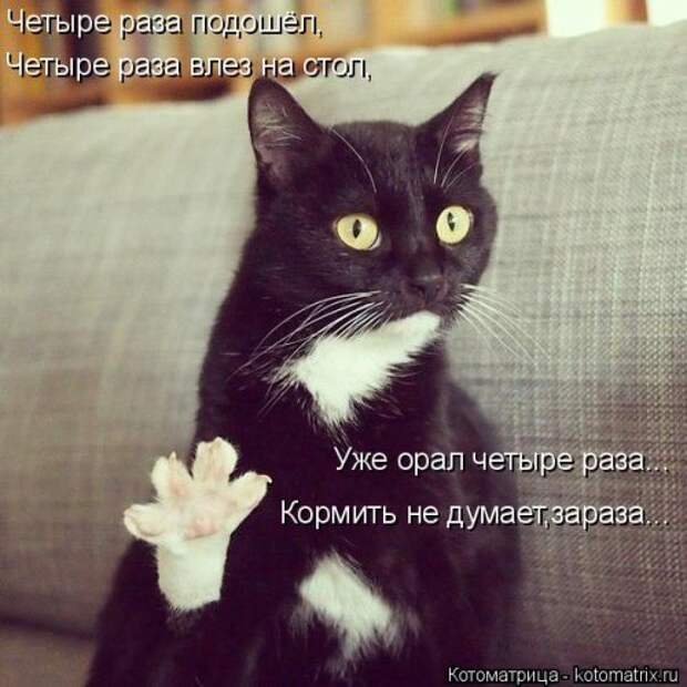 Свежая котоматрица для настроения (35 фото)