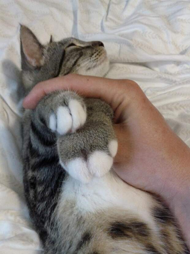 Без кота и жизнь не та