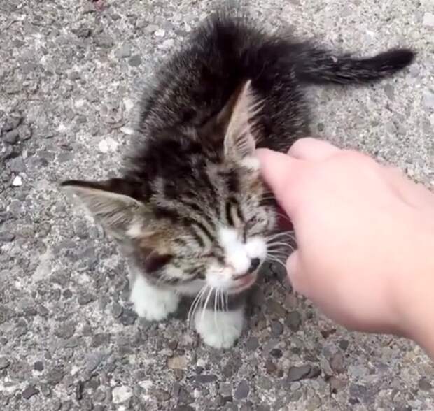 спасение котенка кошка на улице