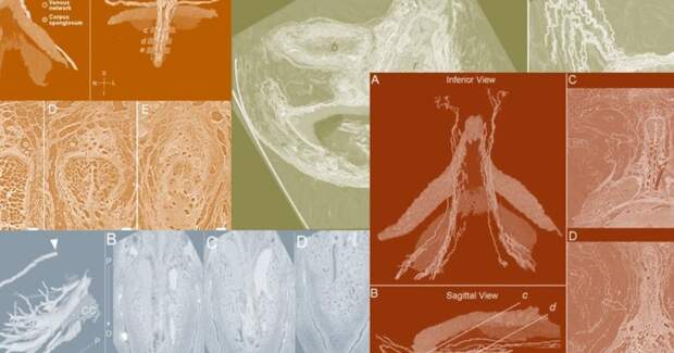 Синхротрон помог подробно описать нейроанатомию клитора