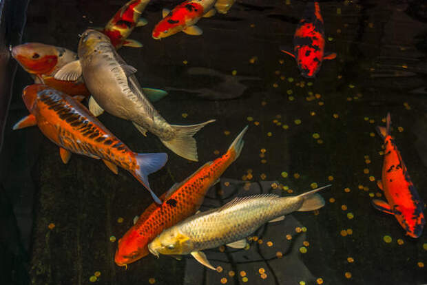 Обычно в садовый аквариум запускают рыб на один сезон