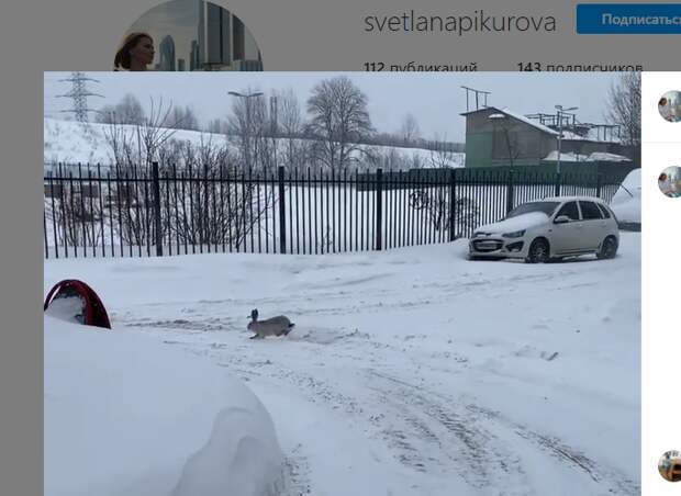 Дикий заяц прискакал в парк «Купеческие угодья» в Некрасовке