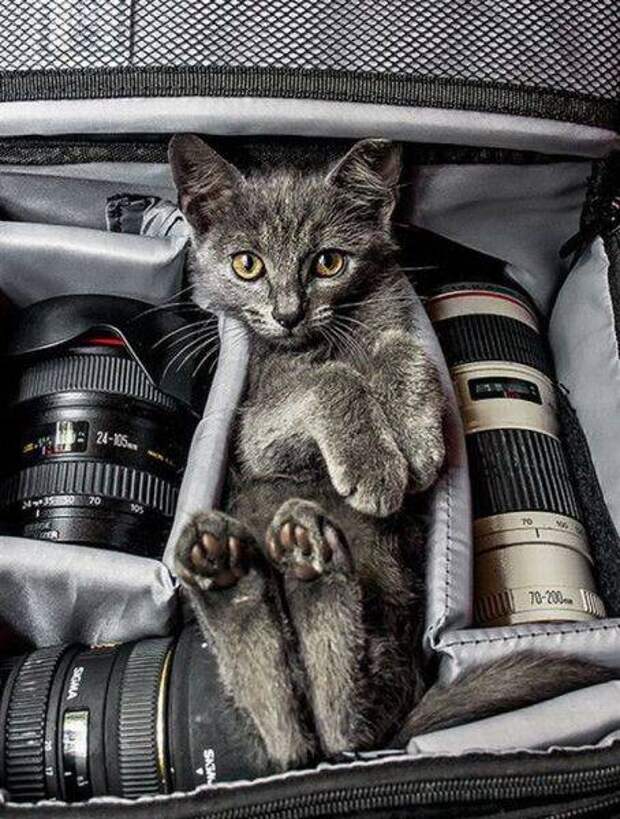 Фотографии с животными (37 фото)