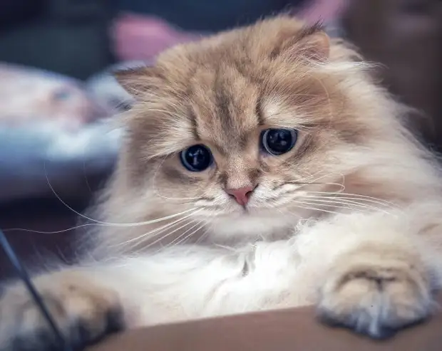 19 суперпушистых кошек, которых так их и хочется потискать