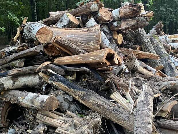 На Онежской дерево обрушилось на авто