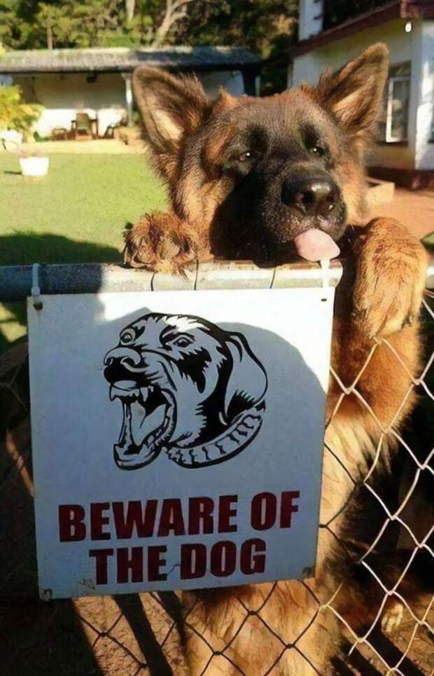 25 «злобных» собакенов, которых поставили охранять двор, но не объяснили, как это делать