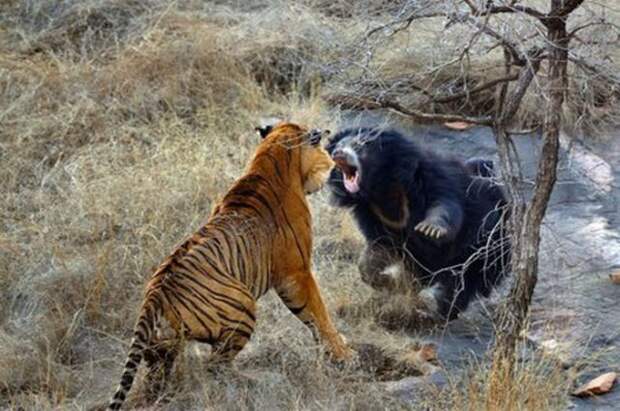 https://img.izismile.com/img/img4/20110718/640/the_mother_bear_and_the_tiger_640_08.jpg
