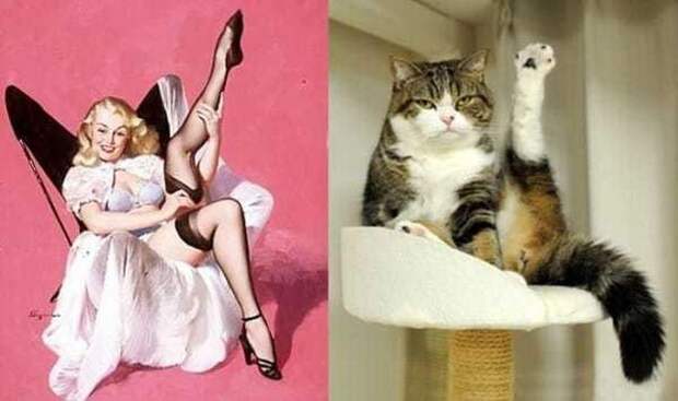 Кошки, позирующие в тех же позах, что и девушки с пинап-плакатов    девушки, коты, пинап, плакат