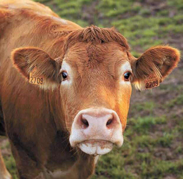 И тучные стада пасутся