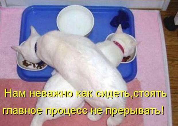 Усатый и хвостатый (котоматрица)