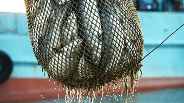 В Росрыболовстве рассказали о предполагаемых объёмах вылова в 2019 году